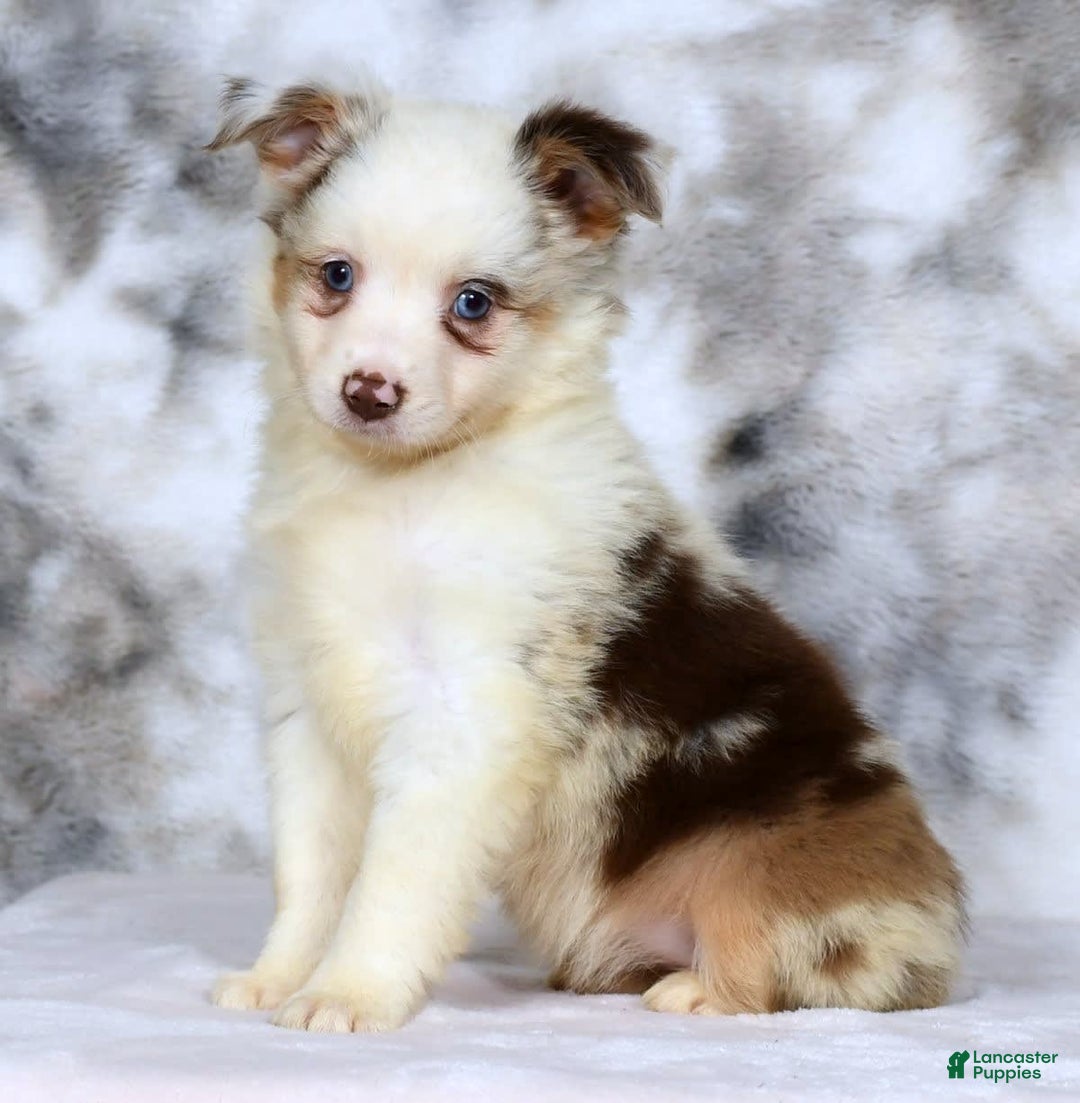  dogs for sale: Sandy - Image 2