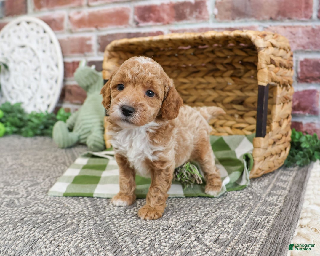Miniature Poodle dogs for sale: Riggs - Image 3