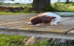 German Shorthaired Pointer dogs for sale: Red Collar - Image 3