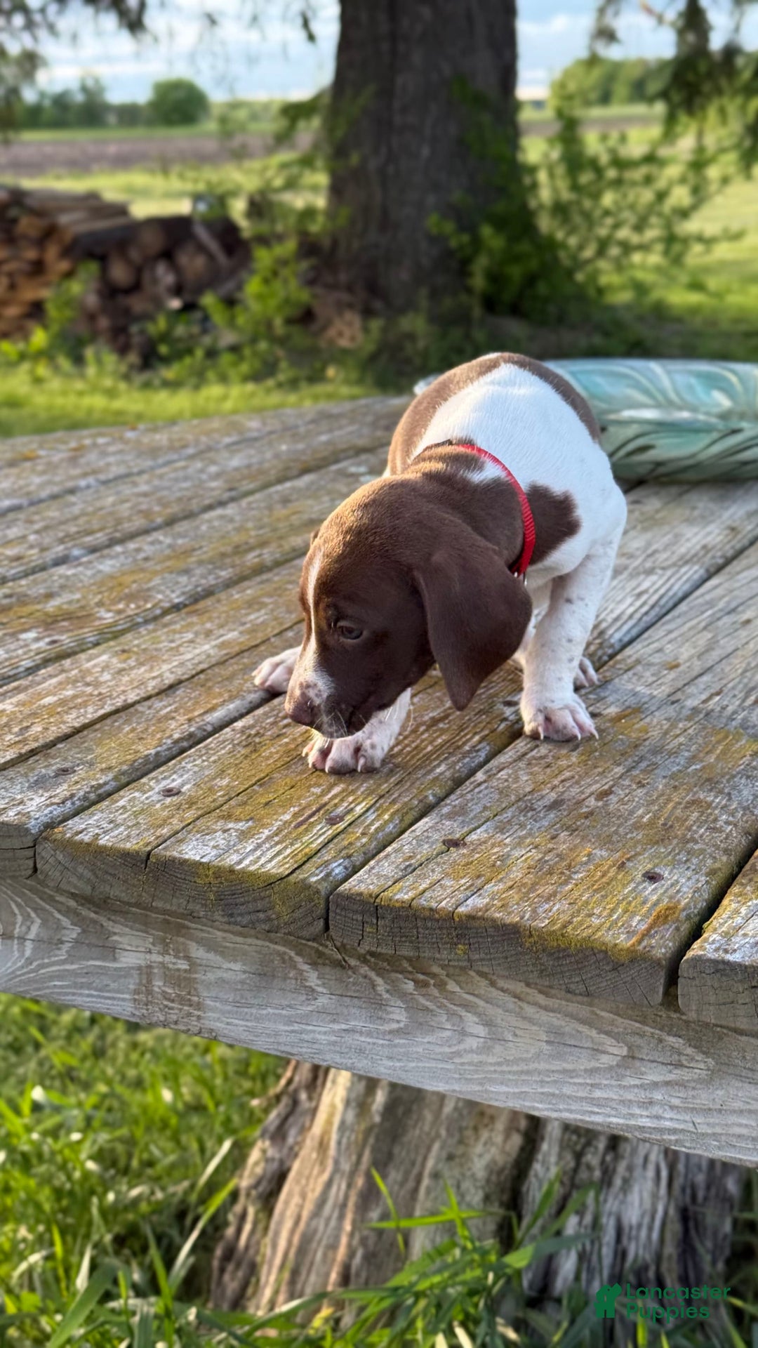 German Shorthaired Pointer dogs for sale: Red Collar - Image 3
