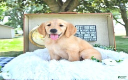 Golden Retriever dogs for sale: Ava - Image 8