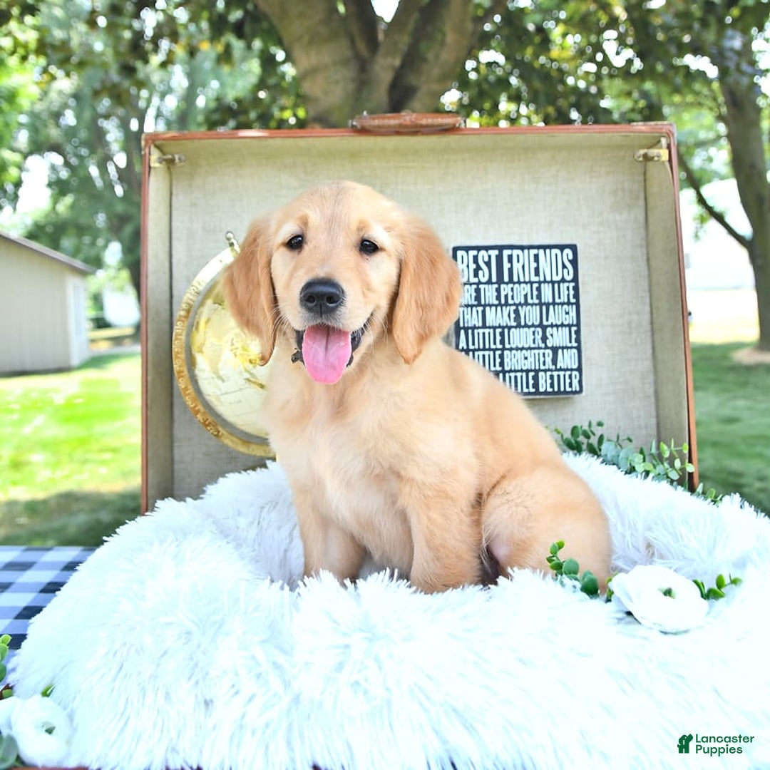 Golden Retriever dogs for sale: Ava - Image 8