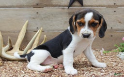 Beagle dogs for sale: Lilly - Image 1