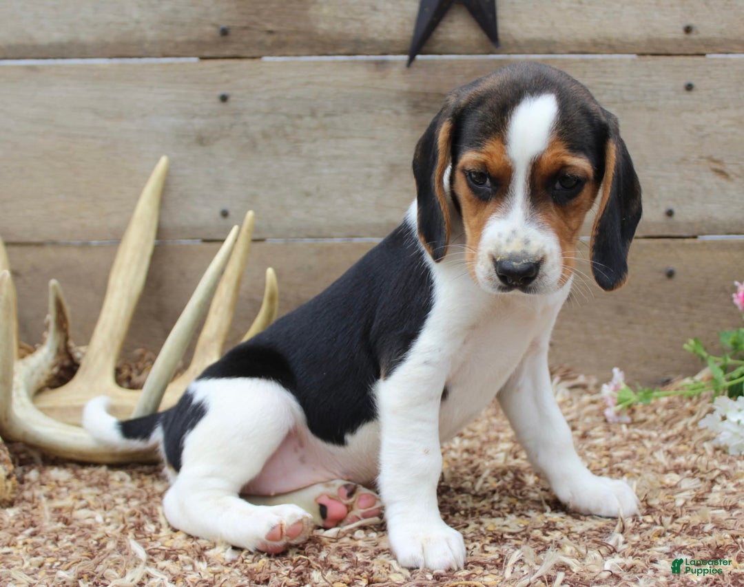 Beagle dogs for sale: Lilly - Image 1