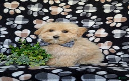 Maltipoo dogs for sale: Sully - Image 5