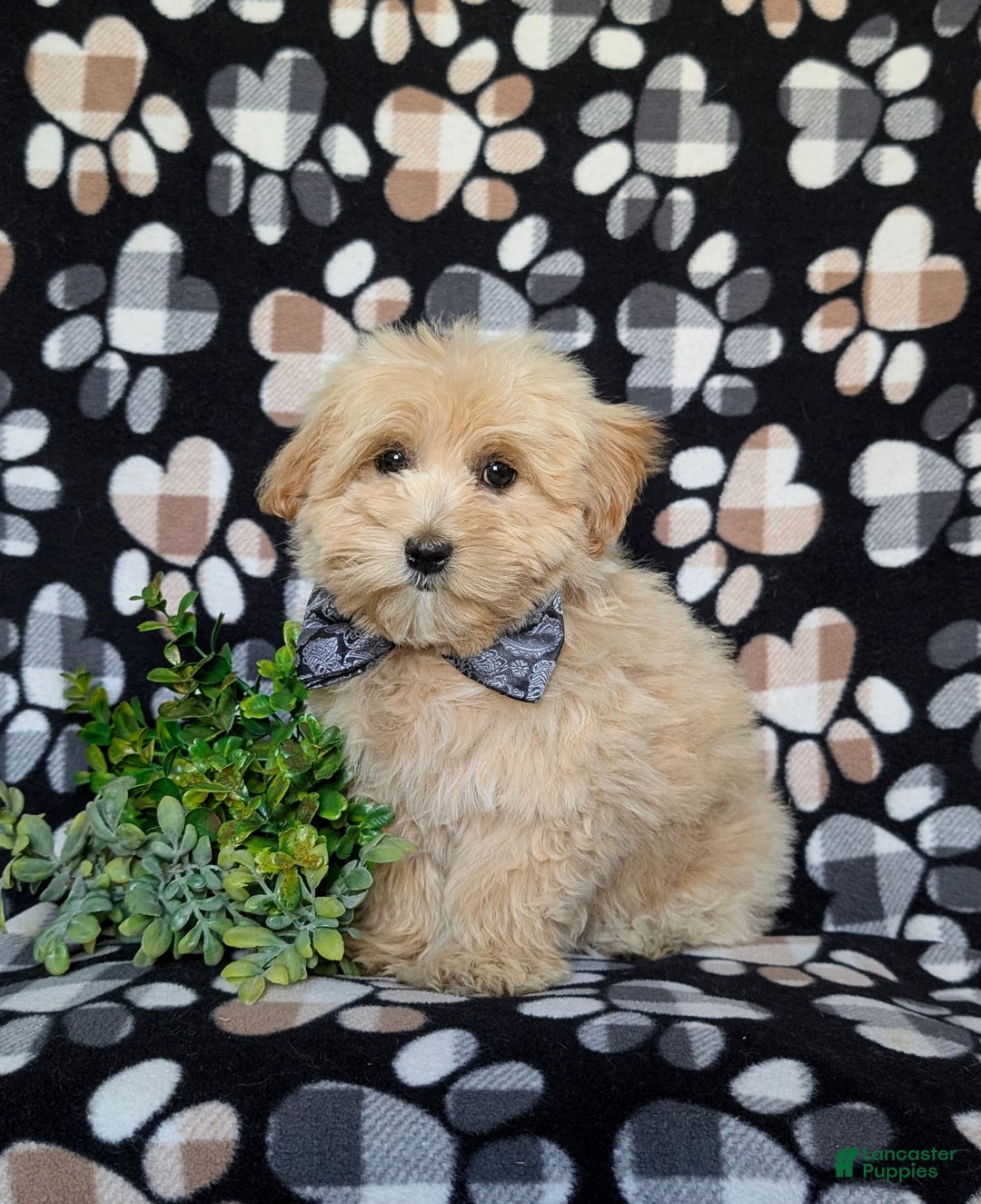 Maltipoo dogs for sale: Sully - Image 5