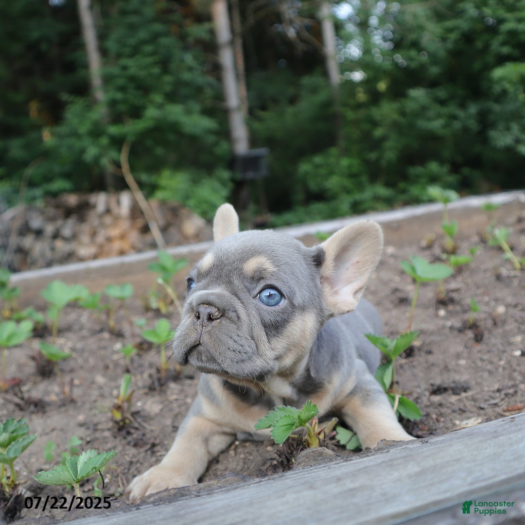 French Bulldog dogs for sale: Penny - Image 1