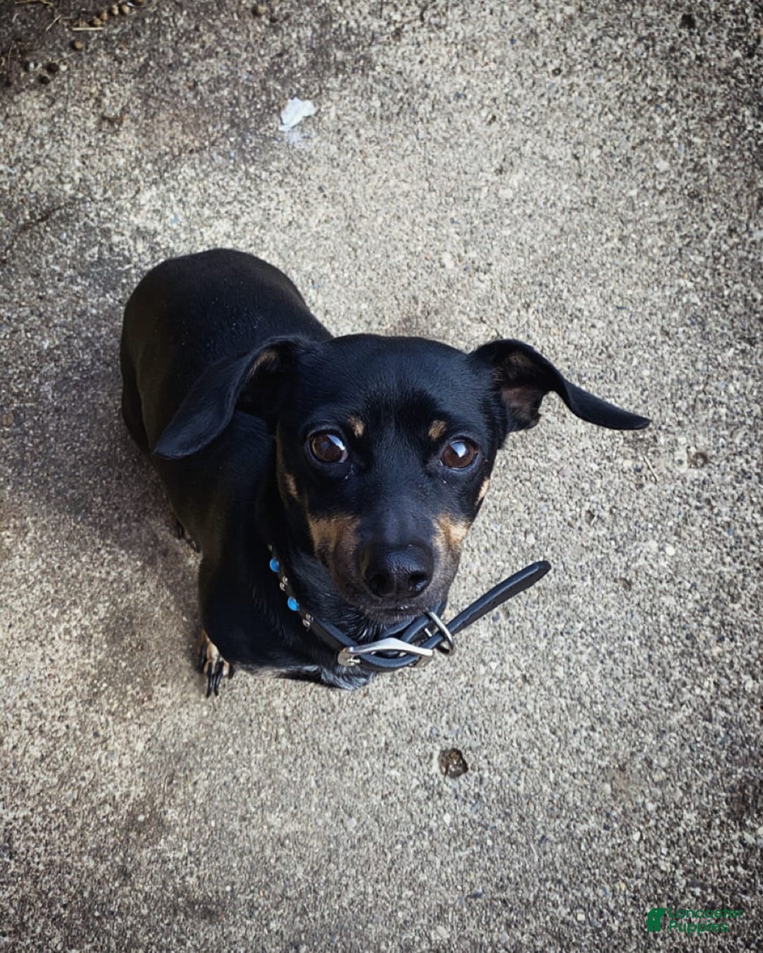 Dachshund dogs for sale: Sakura - Image 6