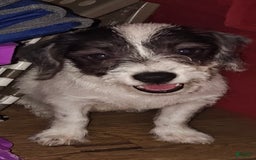 Jack Russell Terrier dogs for sale: Boy Black And White - Image 5