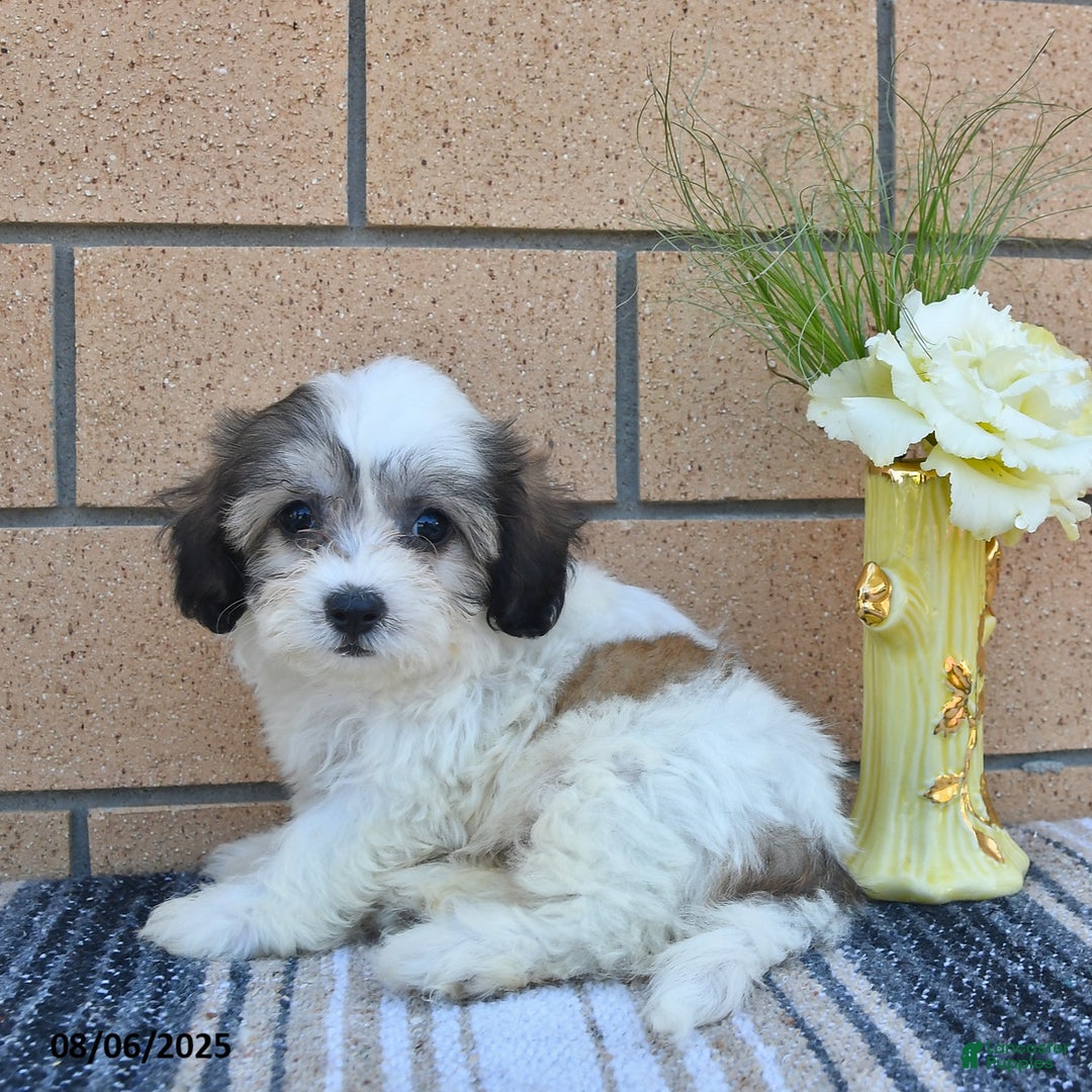 Teddy Bear dogs for sale: Fluffy - Image 5