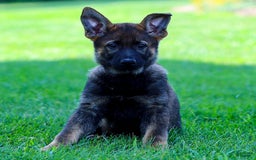 German Shepherd dogs for sale: Rolf - Image 12