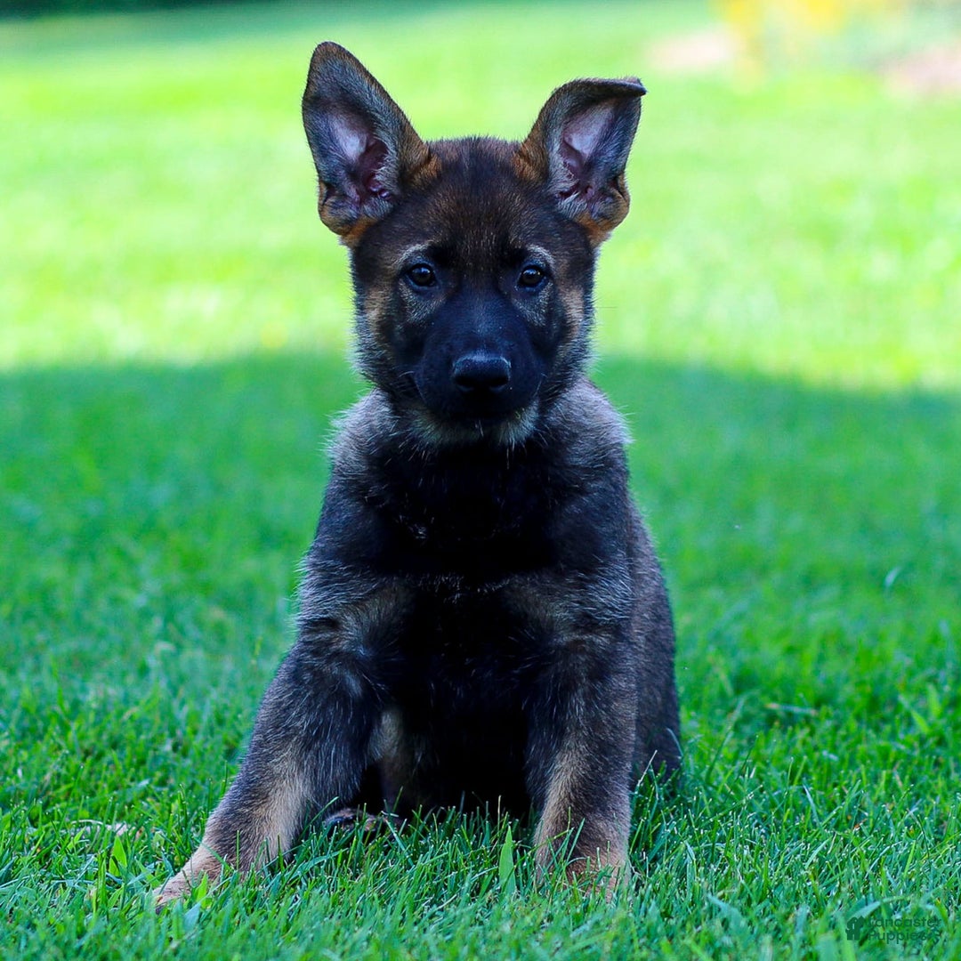 German Shepherd dogs for sale: Rolf - Image 12