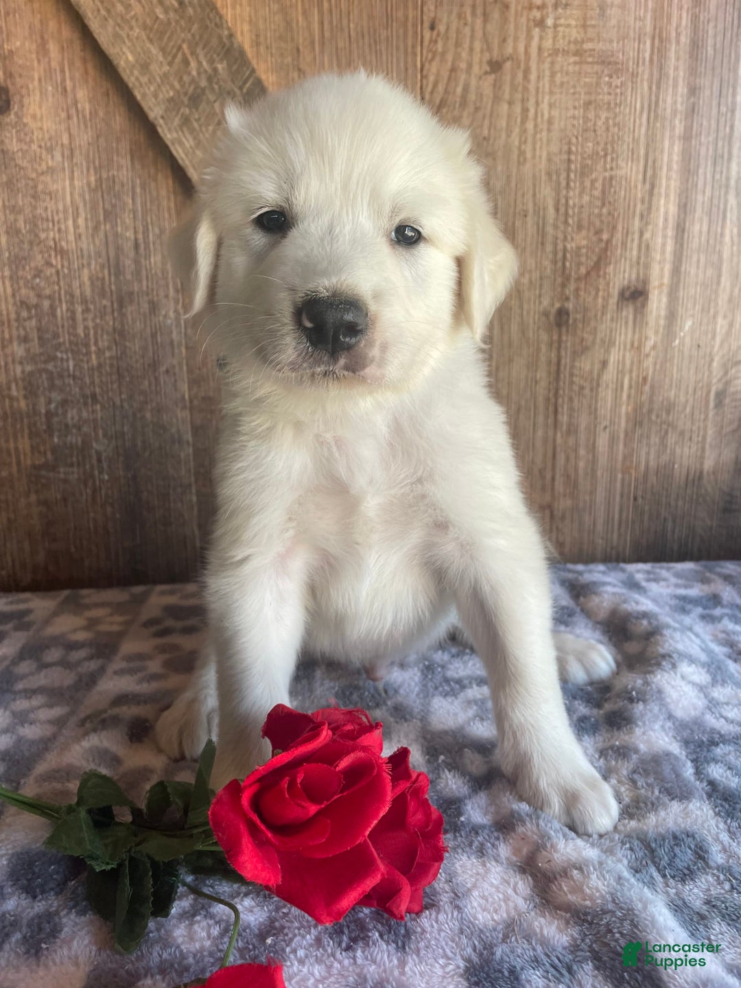 Great Pyrenees dogs for sale: Apollo - Image 4