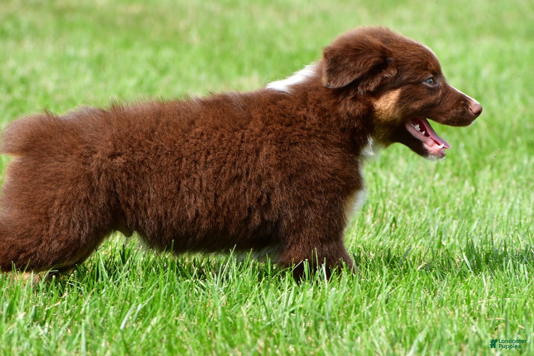 Australian Shepherd dogs for sale: Jax - Image 10