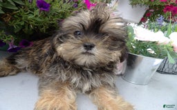 Shorkie dogs for sale: Darson - Image 2