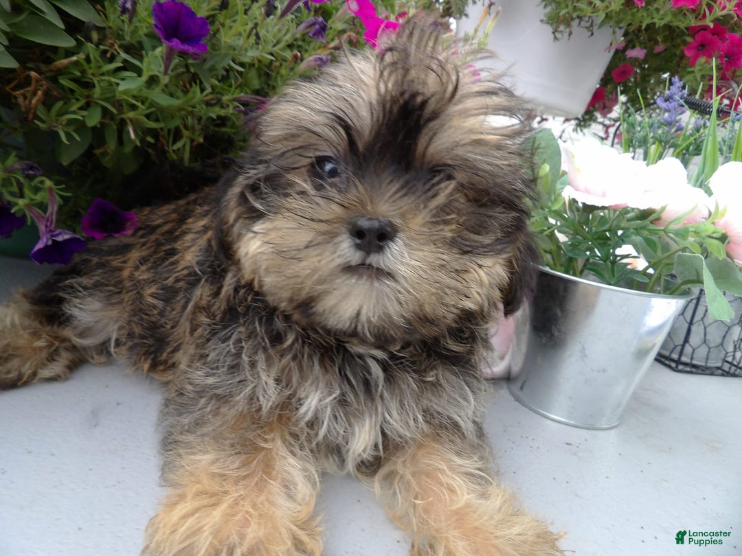 Shorkie dogs for sale: Darson - Image 2