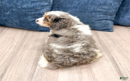 Cavapoo dogs for sale: Milo - Image 4