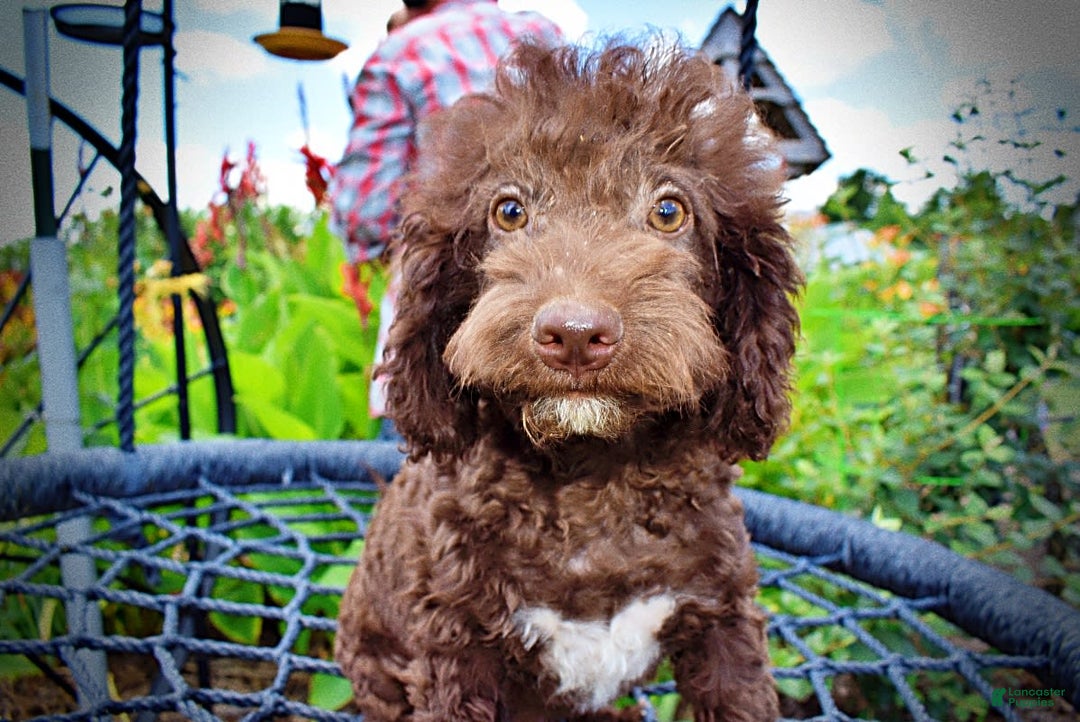 Havapoo dogs for sale: Teddy - Image 14