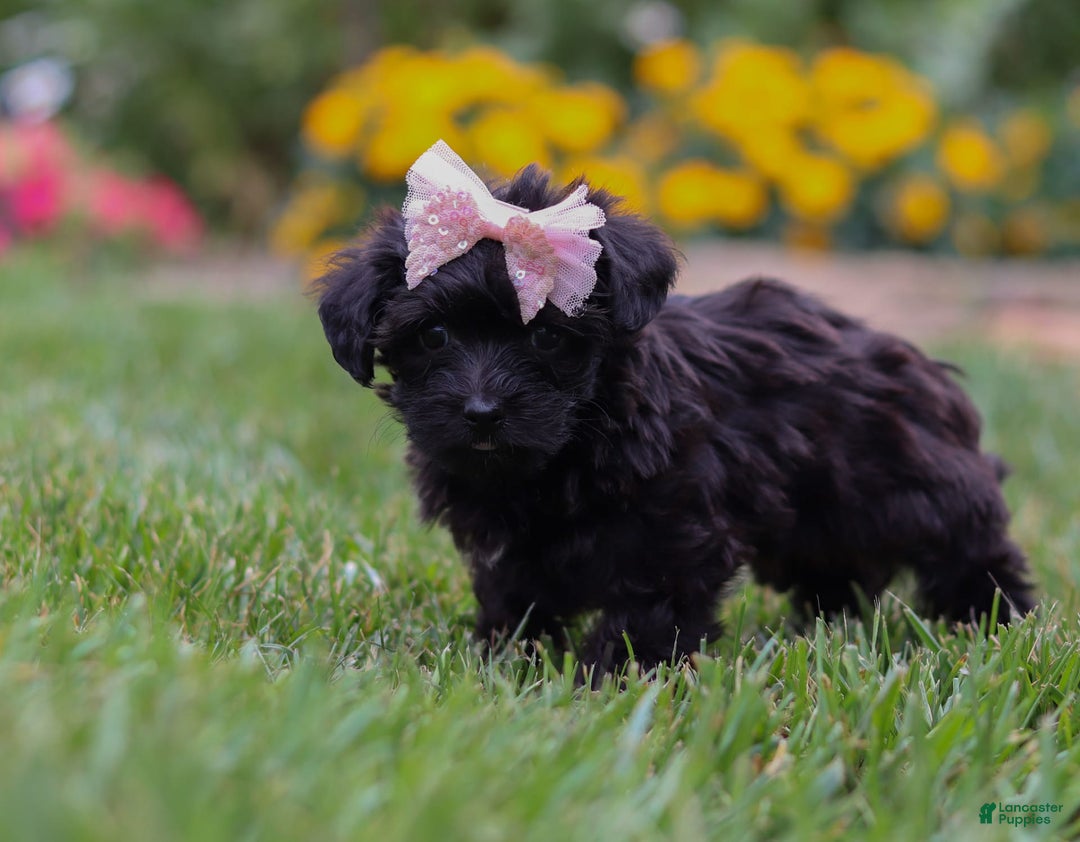 Yorkiepoo dogs for sale: Allie - Image 7