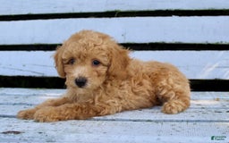 Miniature Poodle dogs for sale: Max - Image 7