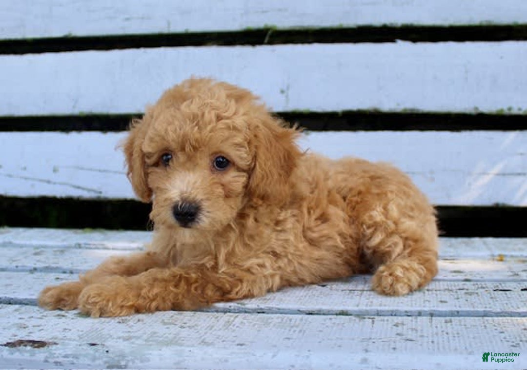 Miniature Poodle dogs for sale: Max - Image 7