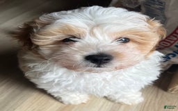 Miniature Poodle dogs for sale: May - Image 7