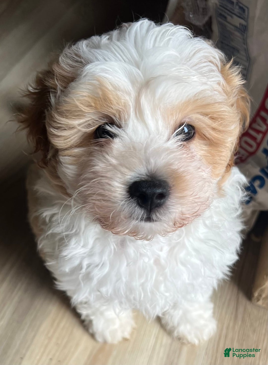 Miniature Poodle dogs for sale: May - Image 7