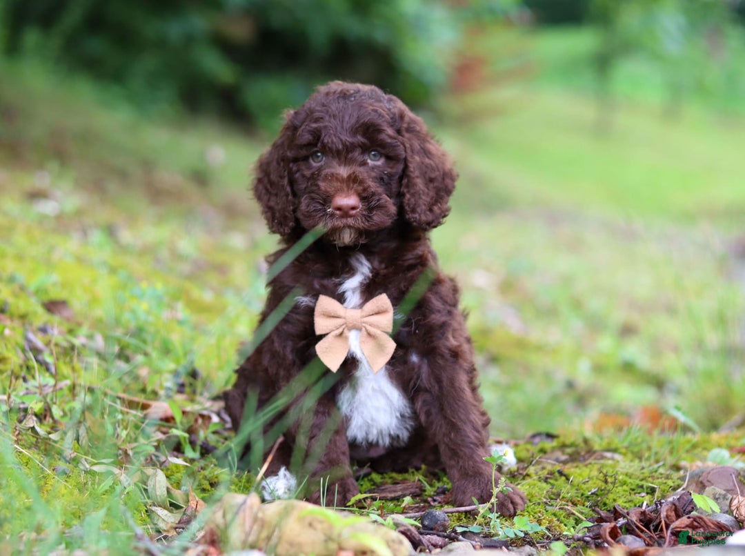 Goldendoodle dogs for sale: Baylor - Image 6