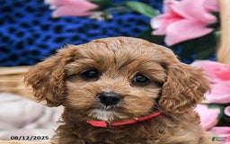Cavapoo dogs for sale: Buttercup - Image 4