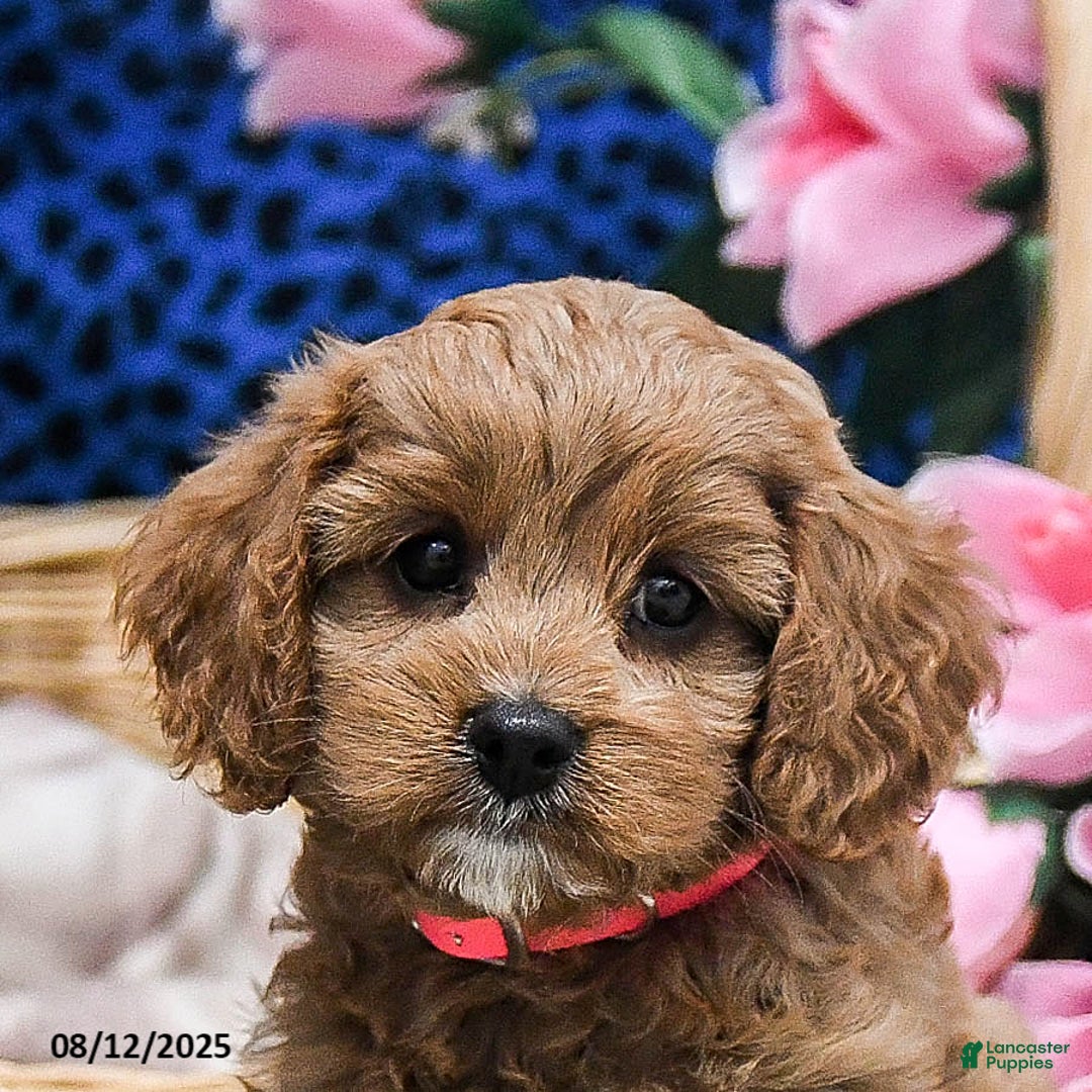 Cavapoo dogs for sale: Buttercup - Image 4