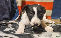 Border Collie dogs for sale: Fasti - Image 25