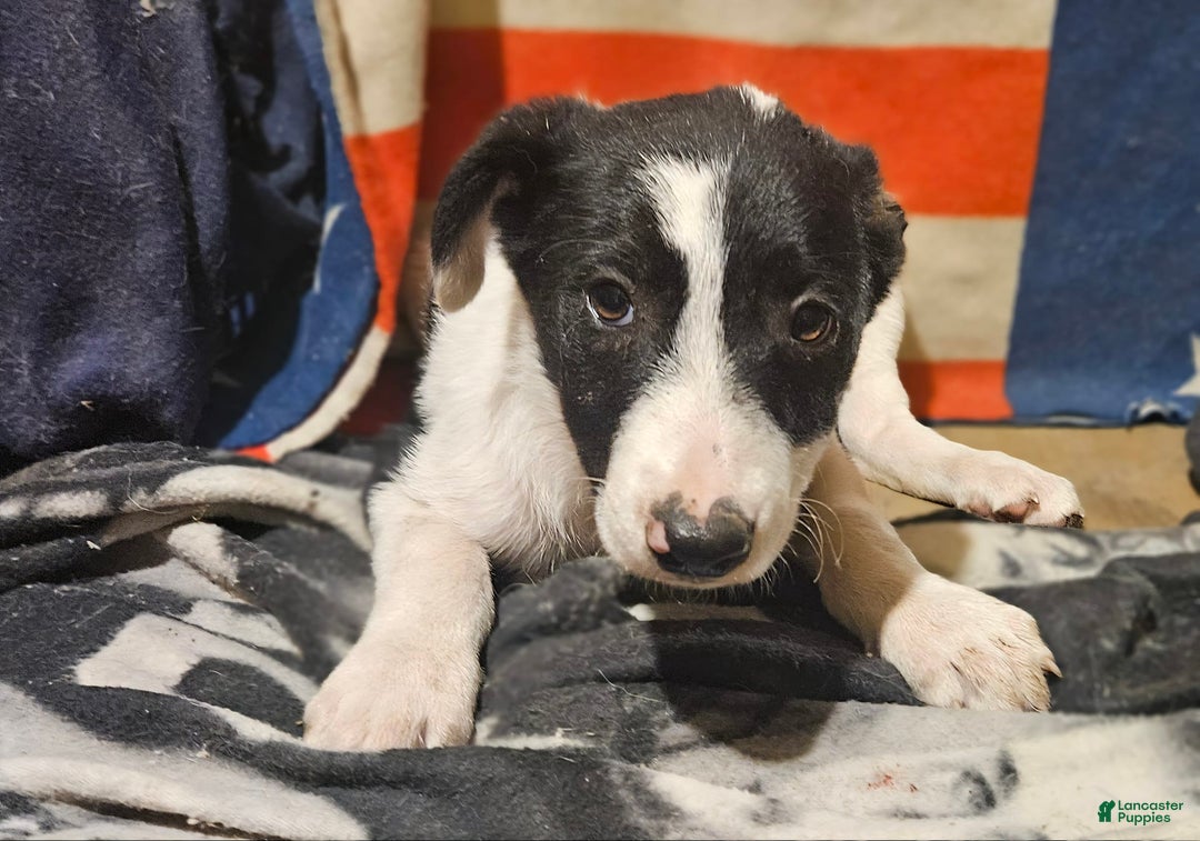 Border Collie dogs for sale: Fasti - Image 25