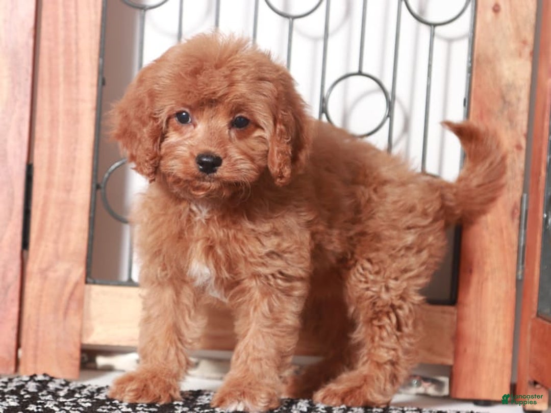 Cavapoo dogs for sale: Millie - Image 3