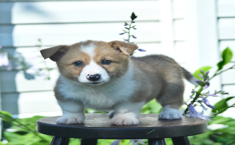 Welsh Corgi Pembroke dogs - Advert 40