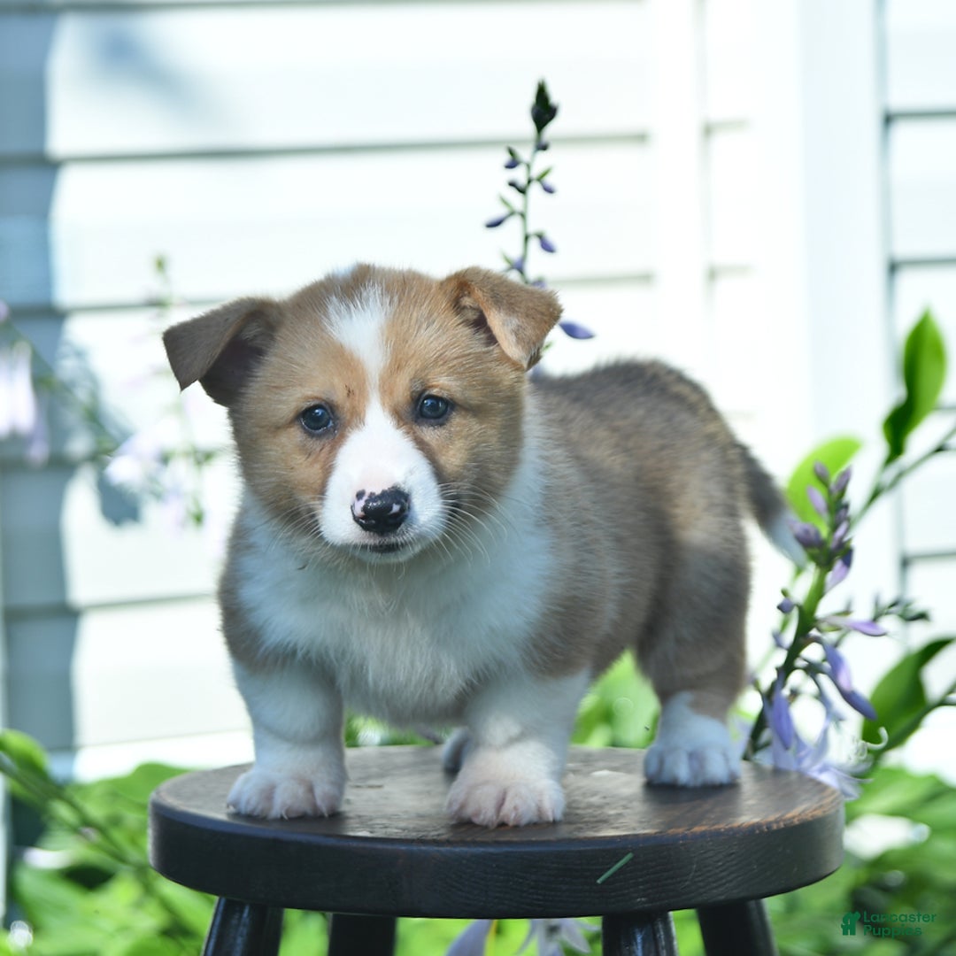 Welsh Corgi Pembroke dogs for sale: Rusty - Image 9