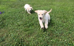Golden Retriever dogs for sale: Eight Oclock - Image 5