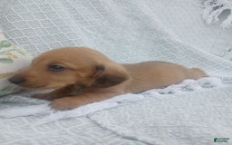 Miniature Dachshund dogs for sale: Barley - Image 9