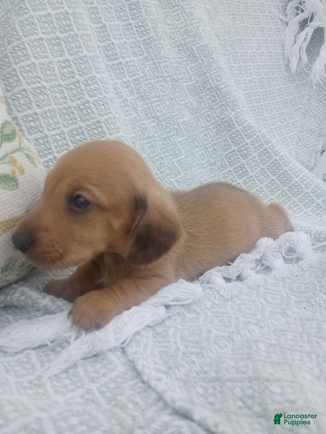 Miniature Dachshund dogs for sale: Barley - Image 9