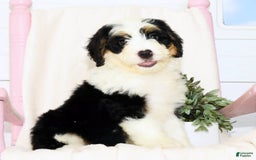 Mini Bernedoodle dogs for sale: Joy - Image 7