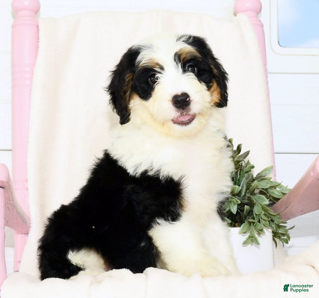 Mini Bernedoodle dogs for sale: Joy - Image 7
