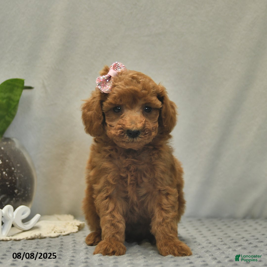 Toy Poodle dogs for sale: Juliet - Image 1