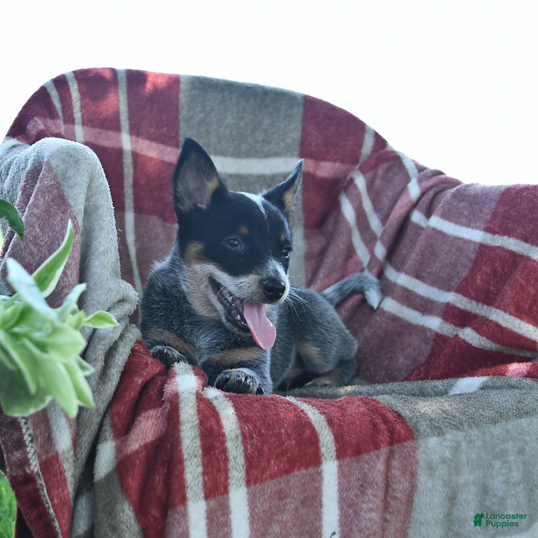Australian Cattle Dog dogs for sale: Piper - Image 3