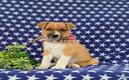 Jack Russell Terrier dogs for sale: Marshall - Image 1