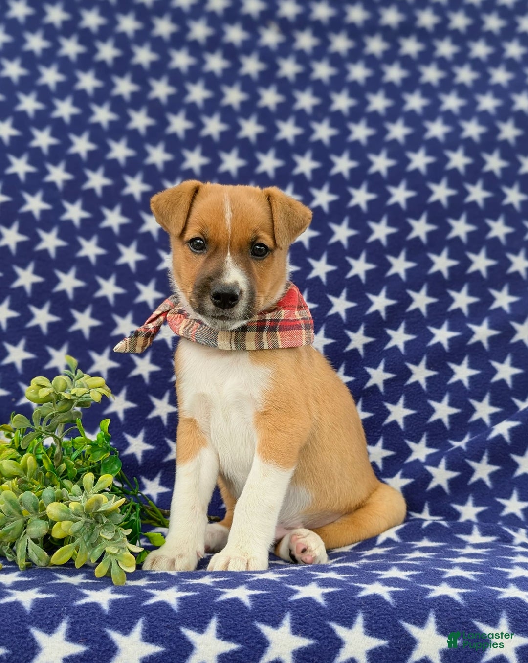 Jack Russell Terrier dogs for sale: Marshall - Image 1