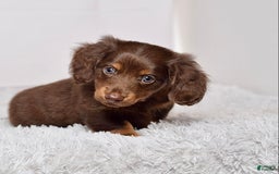 Miniature Dachshund dogs for sale: Mr. Sammy - Image 3