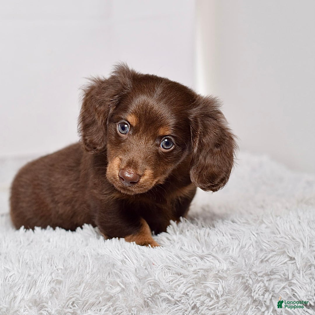 Miniature Dachshund dogs for sale: Mr. Sammy - Image 3