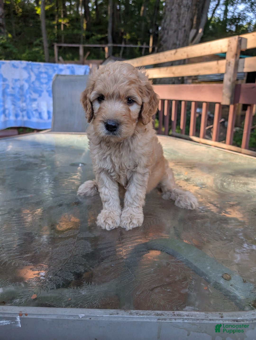 Goldendoodle dogs for sale: Bob - Image 2