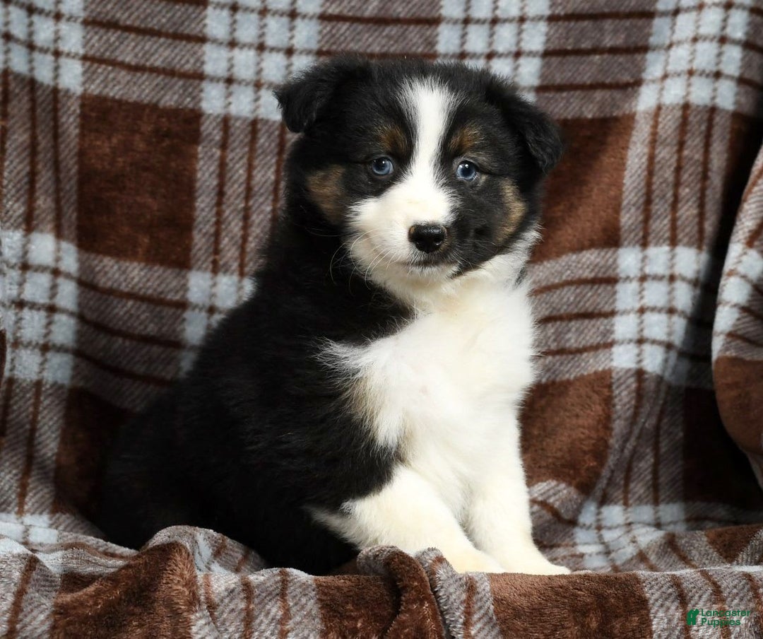 Australian Shepherd dogs for sale: Beulah - Image 8