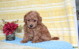 Mini Goldendoodle dogs for sale: Larry - Image 4