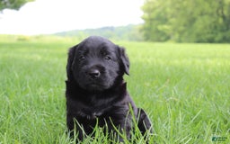 Goldador dogs for sale: Aiden - Image 1